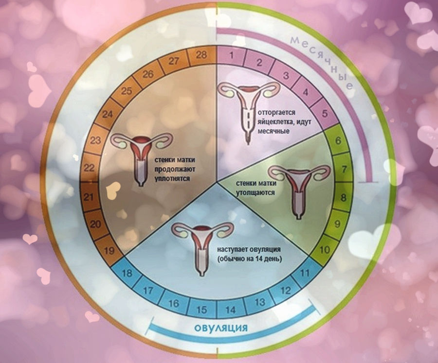Месячные начинаются утром. Менструальный цикл фото. Цикл у девочек. Сколько длятся месячные. Сколько дней длятся месячные у девочек.